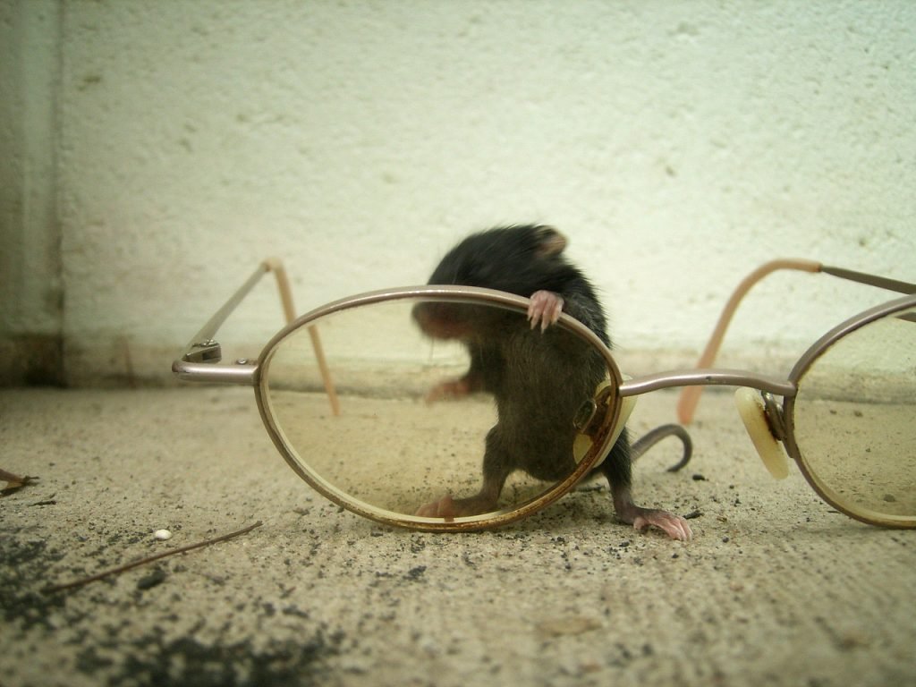 house mouse