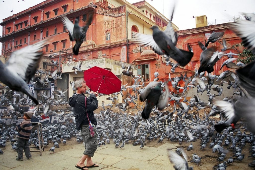 pigeons