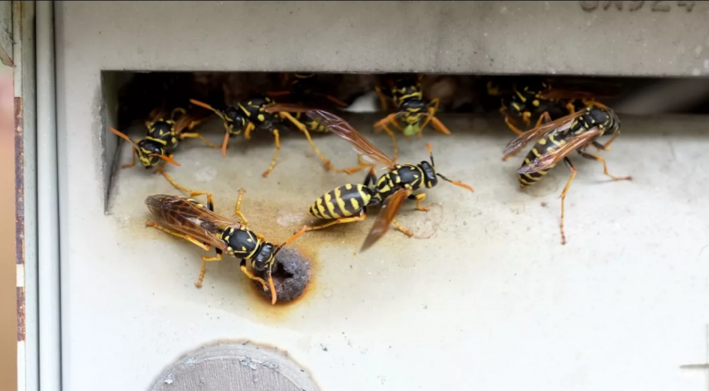 wasps