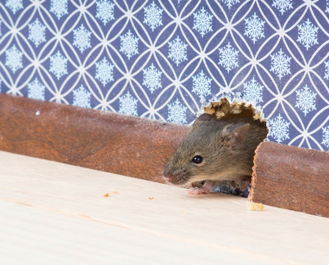 mouse pest control