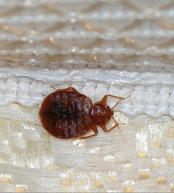 bed bugs