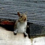 squirrels in home