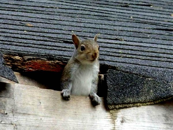 squirrels in home