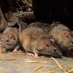 mice