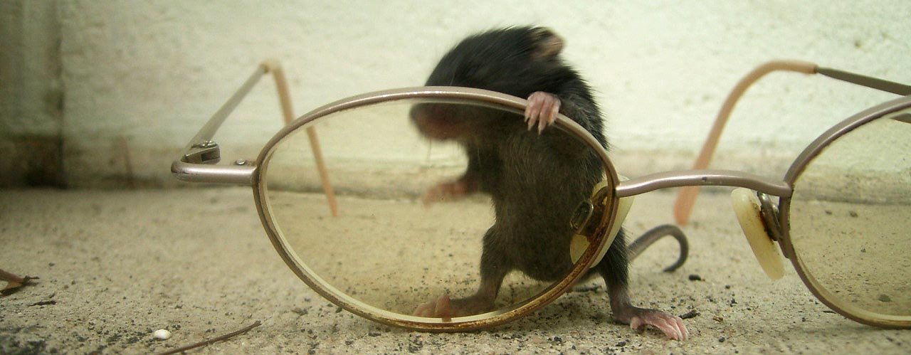 house mouse removal service