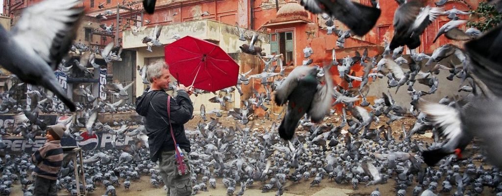 quick pigeon removal