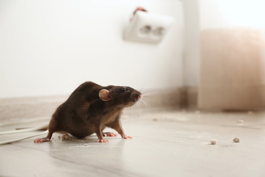 Rat-Control-winnipeg