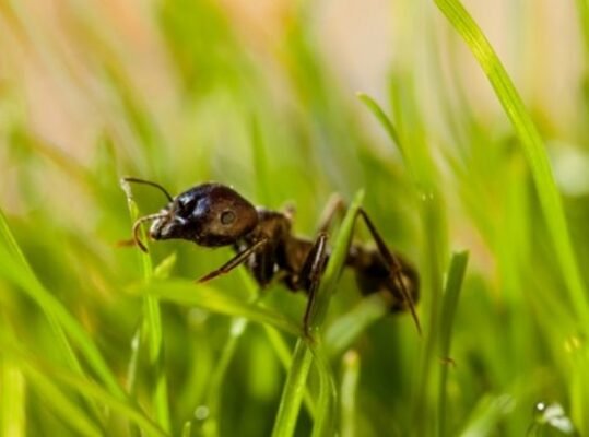 ants lawncare winnipeg