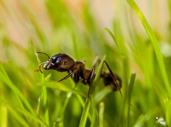 ants lawncare winnipeg