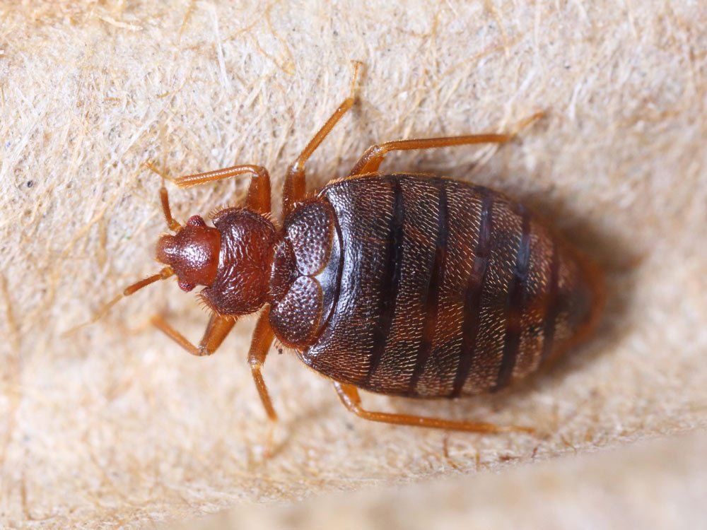 bed bugs winnipeg
