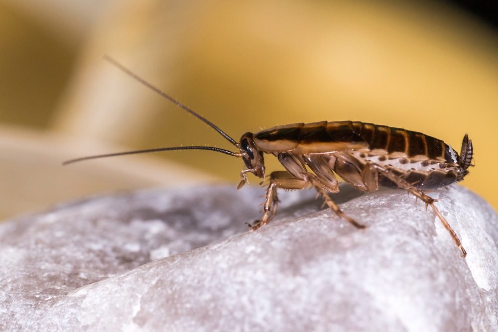 cockroach