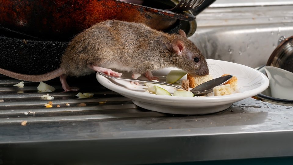 rat control winnipeg