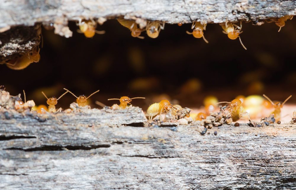 termites winnipeg