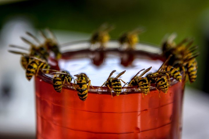 wasps in winnipeg