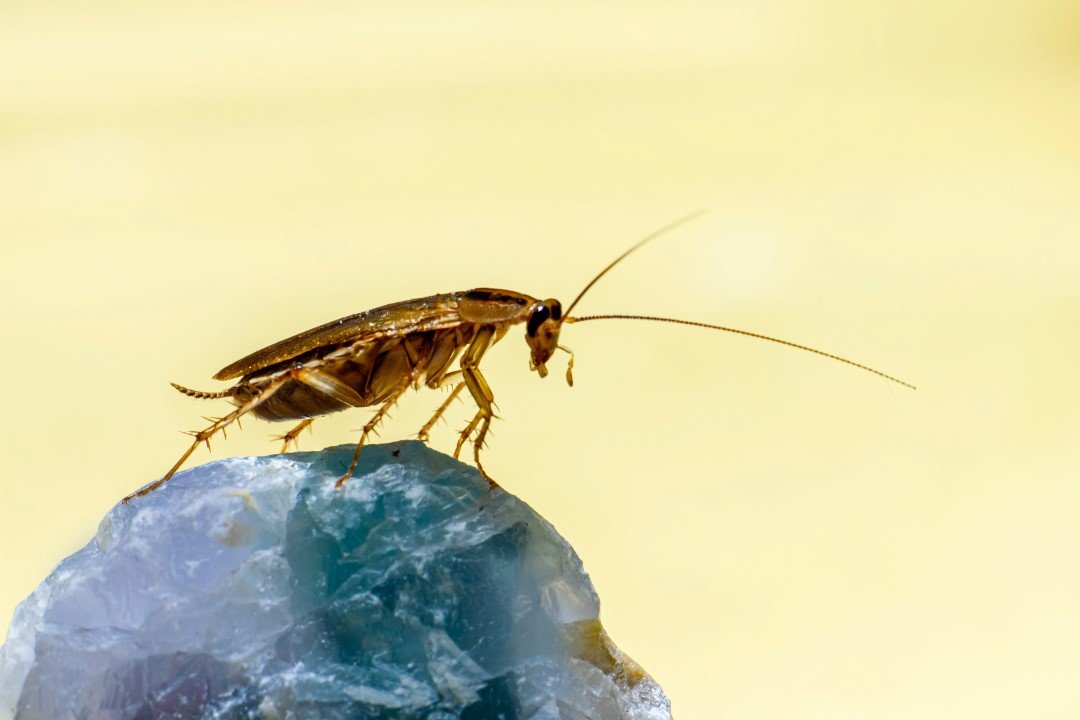 cockroach winnipeg