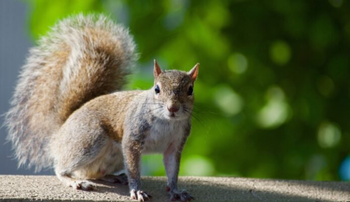 cute winnipeg squirrels