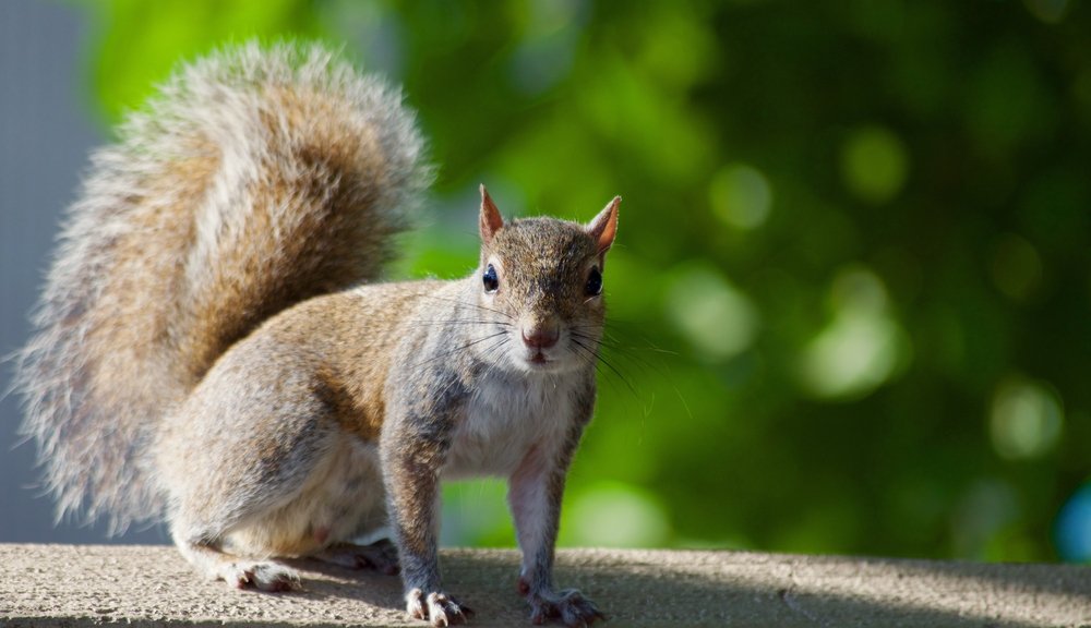 cute winnipeg squirrels