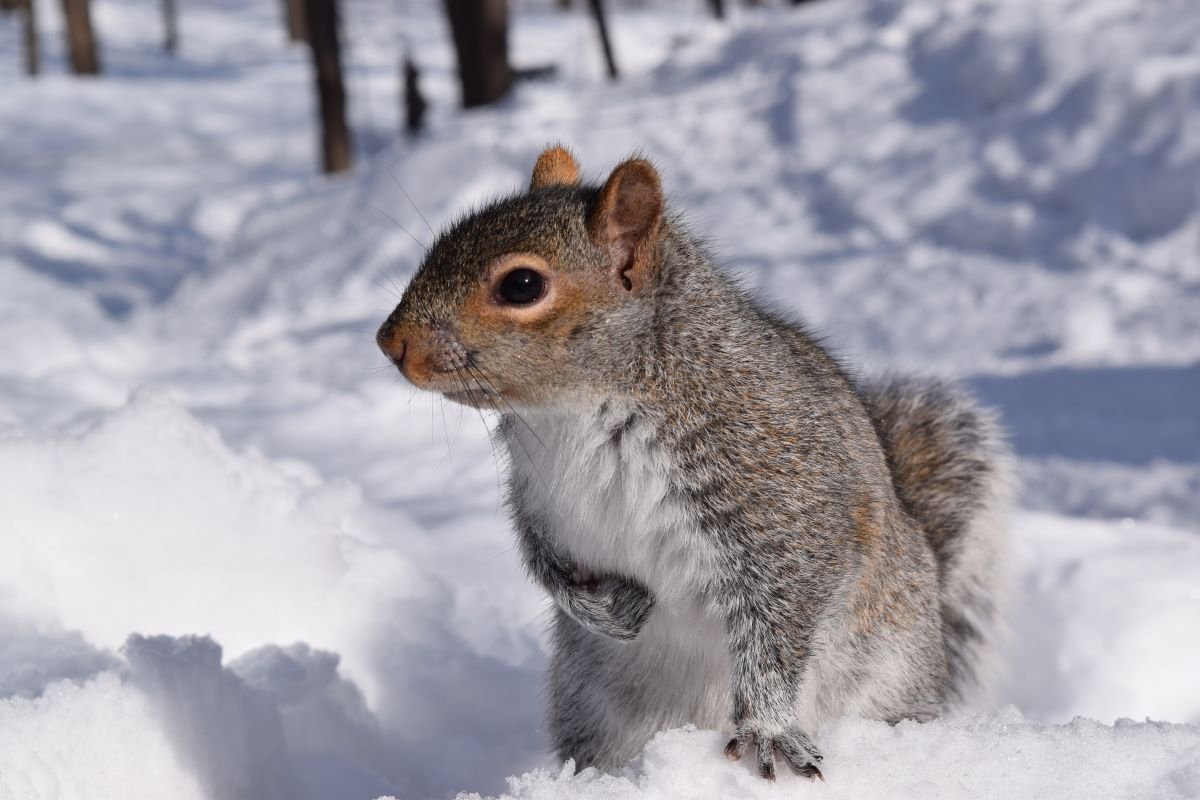 squirrels in winnipeg