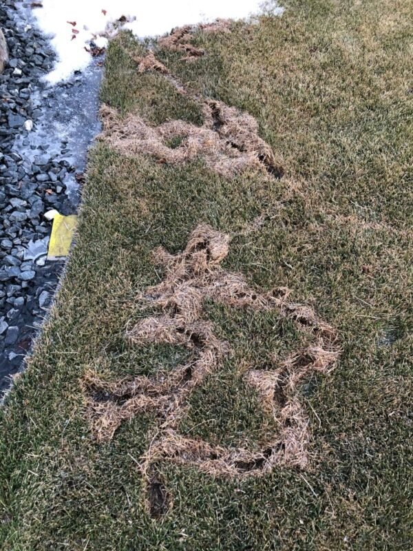 vole lawn damage