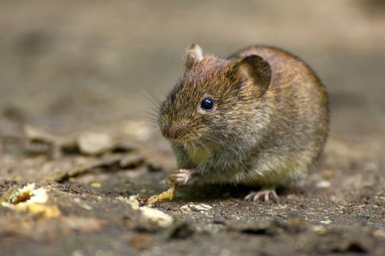 voles winnipeg