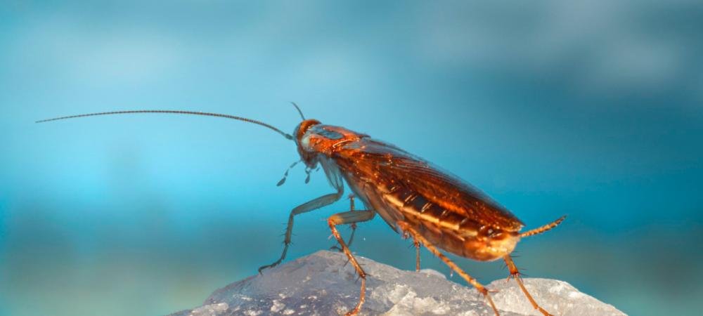 german cockroach winnipeg