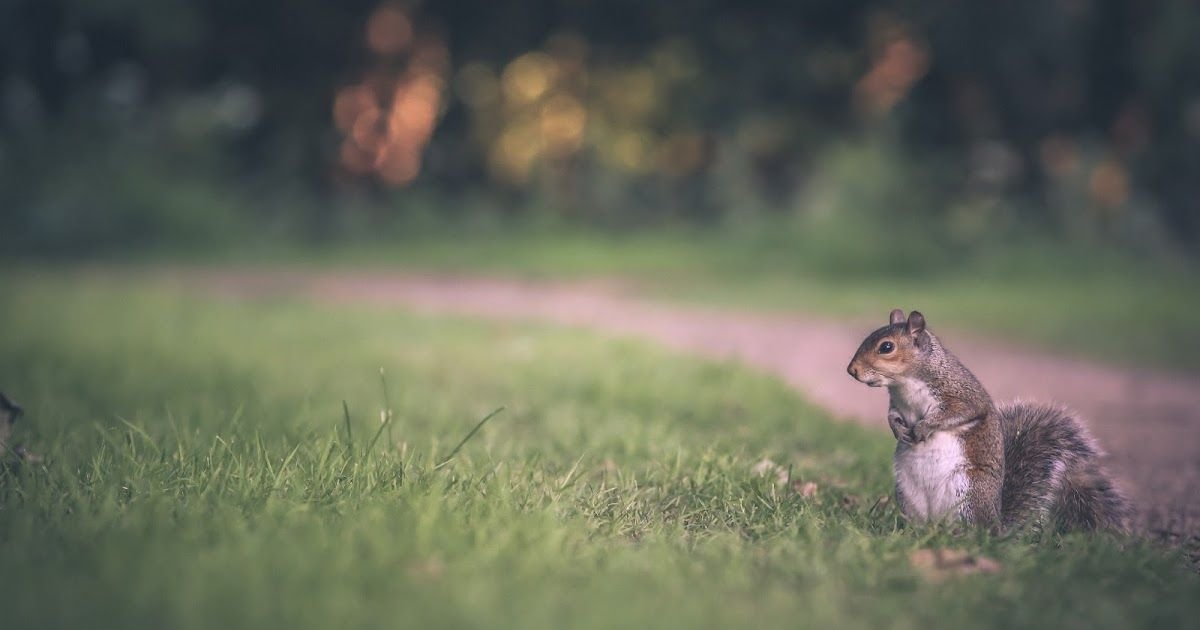 squirrels-in-winnipeg