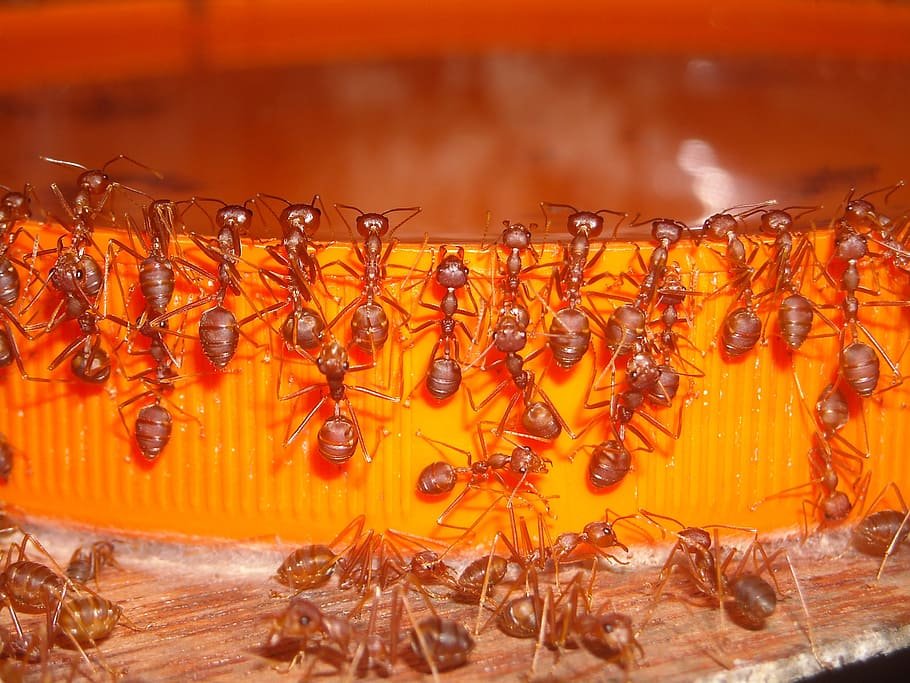 ants in kitchen