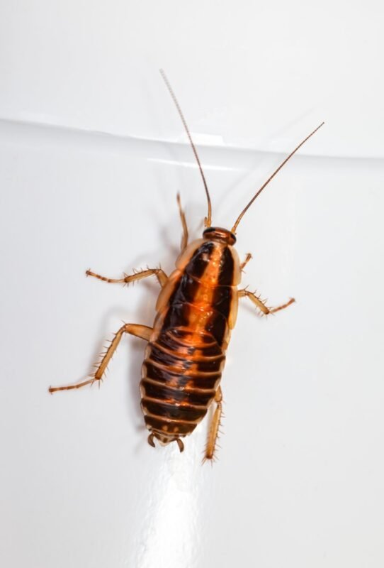 roaches