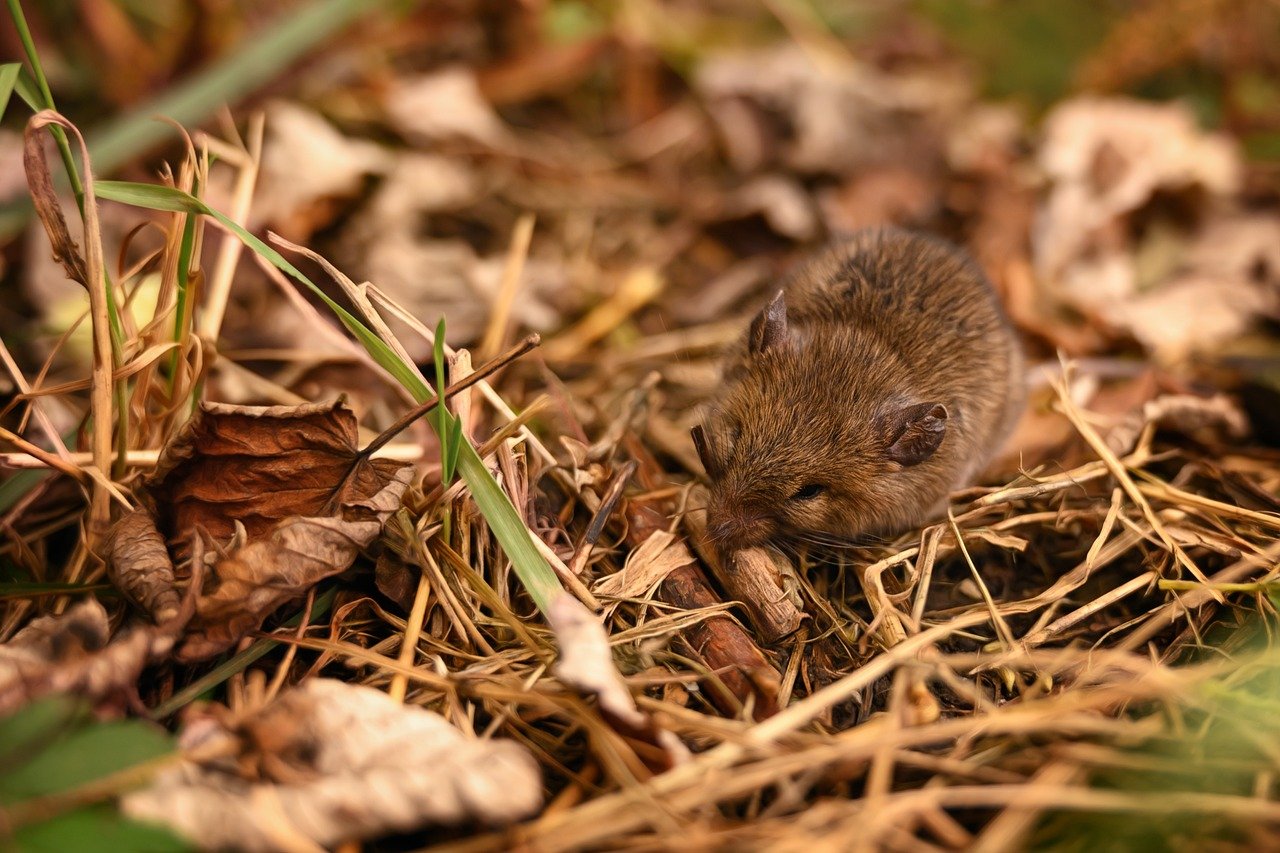 voles winnipeg