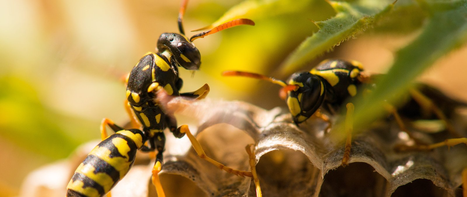 wasps winnipeg